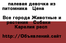 палевая девочка из питомника › Цена ­ 40 000 - Все города Животные и растения » Собаки   . Карелия респ.